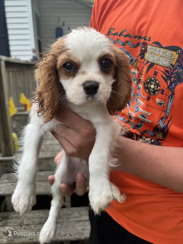 Parker – Cavalier King Charles Spaniel puppy for sale in Bradley, IL