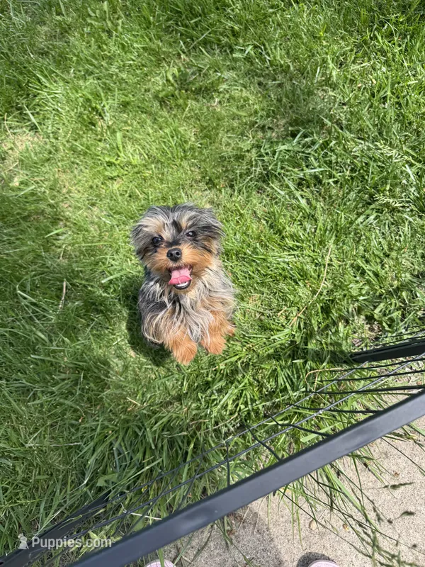 Zoie – Yorkshire Terrier puppy for sale in Bradley, IL