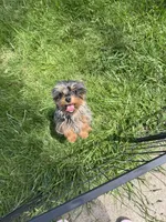 Zoie, a female Yorkshire Terrier for sale in Bradley, IL – 2 of 4