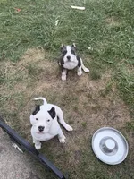 Missy Moo, a female American Bully for sale in Bradley, IL – 2 of 8