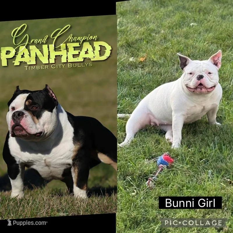 Trixie – American Bully puppy for sale in Bradley, IL