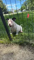 Missy Moo, a female American Bully for sale in Bradley, IL – 4 of 4