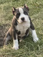 Lotta, a female American Bully for sale in Bradley, IL – 1 of 9