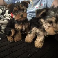 Teacup Abby, a female Yorkshire Terrier for sale in Bradley, IL – Photo 5 of 7
