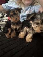 Teacup Abby, a female Yorkshire Terrier for sale in Bradley, IL – Photo 2 of 4