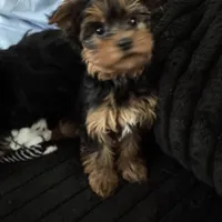 Teacup Abby, a female Yorkshire Terrier for sale in Bradley, IL – Photo 6 of 7