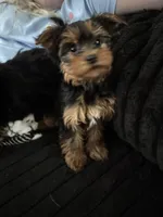Teacup Abby, a female Yorkshire Terrier for sale in Bradley, IL – Photo 3 of 4