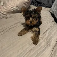 Teacup Abby, a female Yorkshire Terrier for sale in Bradley, IL – Photo 3 of 7