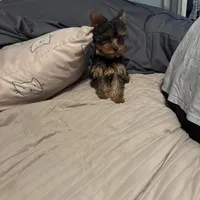 Teacup Abby, a female Yorkshire Terrier for sale in Bradley, IL – Photo 2 of 7