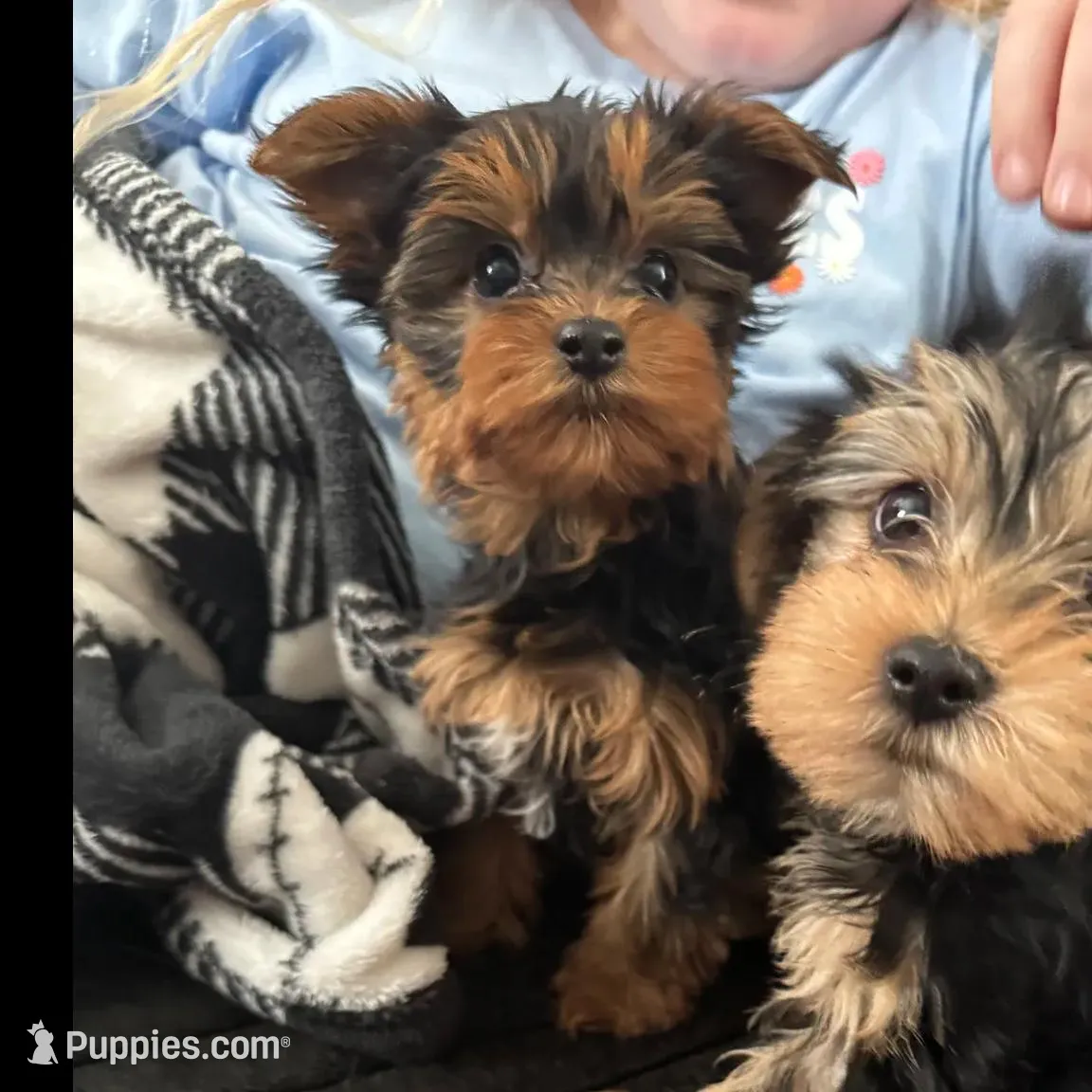 Teacup Abby, a female Yorkshire Terrier for sale in Bradley, IL – Photo 7 of 7