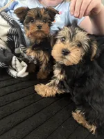 Teacup Abby, a female Yorkshire Terrier for sale in Bradley, IL – Photo 4 of 4