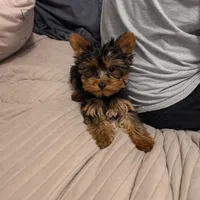 Teacup Abby, a female Yorkshire Terrier for sale in Bradley, IL – Photo 1 of 7