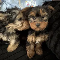 Teacup Abby, a female Yorkshire Terrier for sale in Bradley, IL – Photo 4 of 7