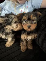 Teacup Abby, a female Yorkshire Terrier for sale in Bradley, IL – Photo 1 of 4
