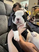 Trixie, a female American Bully for sale in Bradley, IL – 2 of 6