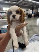 Parker, a male Cavalier King Charles Spaniel for sale in Bradley, IL – 8 of 8