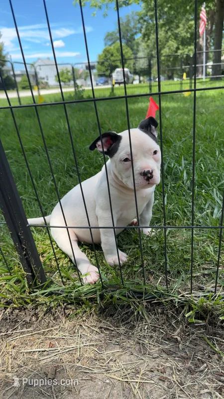 Missy Moo – American Bully puppy for sale in Bradley, IL