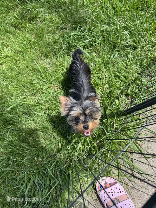 Zoie – Yorkshire Terrier puppy for sale in Bradley, IL