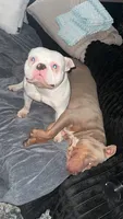 Nebula, a female American Bully for sale in Bradley, IL – 4 of 6