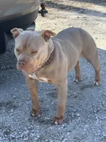 Nebula, a female American Bully for sale in Bradley, IL – 3 of 6