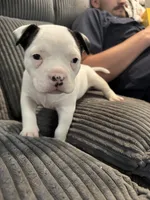 Missy, a female American Bully for sale in Bradley, IL – 4 of 4