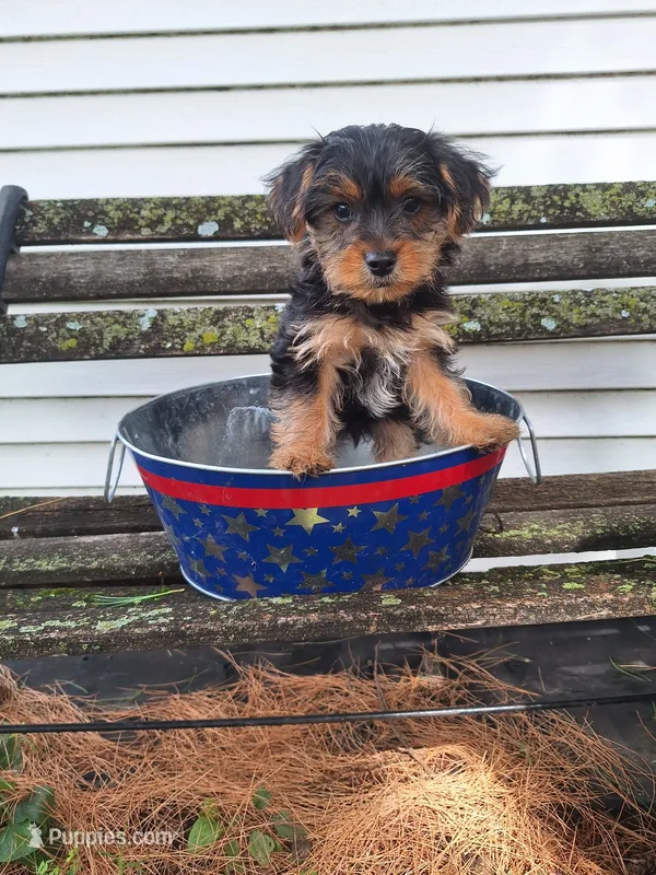 Little boy – Yorkshire Terrier puppy for sale in Bradley, IL