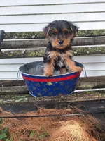 Little boy, a male Yorkshire Terrier for sale in Bradley, IL – 1 of 1