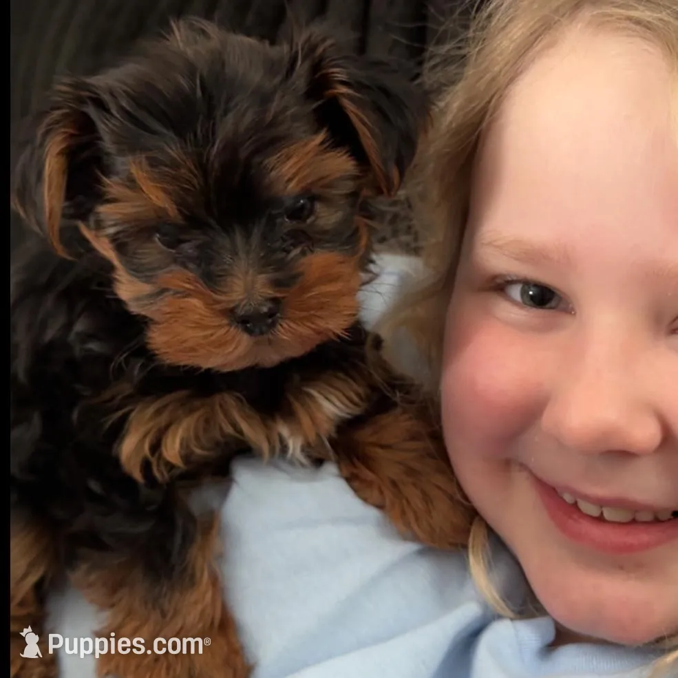 Teacup Stuart Little