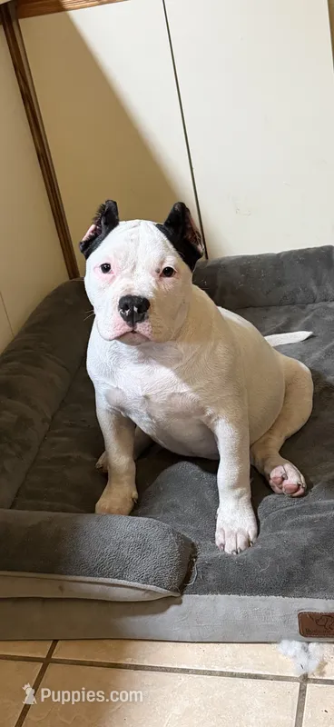 Missy Moo – American Bully puppy for sale in Bradley, IL