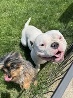 Bunni, a female American Bully for sale in Bradley, IL – 4 of 4