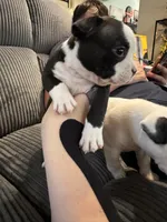 Trixie, a female American Bully for sale in Bradley, IL – 3 of 6