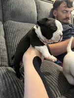 Trixie, a female American Bully for sale in Bradley, IL – 4 of 6