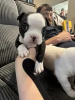 Trixie, a female American Bully for sale in Bradley, IL – 6 of 6