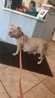 Nebula, a female American Bully for sale in Bradley, IL – 2 of 6