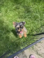 Zoie, a female Yorkshire Terrier for sale in Bradley, IL – 3 of 4