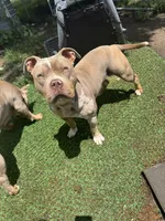 Jewels, a female American Bully for sale in Bradley, IL – 2 of 5