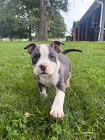 Lotta, a female American Bully for sale in Bradley, IL – 2 of 4