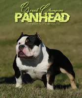 Lotta, a female American Bully for sale in Bradley, IL – 3 of 4