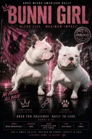 Lotta, a female American Bully for sale in Bradley, IL – 4 of 4