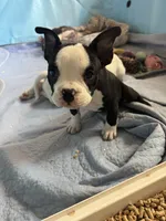 Açaí micro, a female American Bully for sale in Bradley, IL – 2 of 6