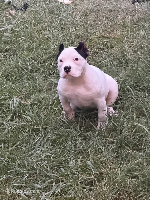 Missy Moo – American Bully puppy for sale in Bradley, IL