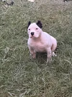 Missy Moo, a female American Bully for sale in Bradley, IL – 1 of 8