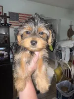 Rex&Tex, a male Yorkshire Terrier for sale in Bradley, IL – 6 of 7