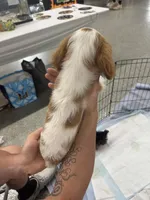 Parker, a male Cavalier King Charles Spaniel for sale in Bradley, IL – 7 of 8