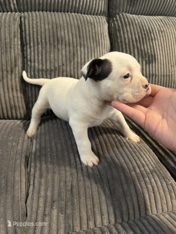 Missy – American Bully puppy for sale in Bradley, IL
