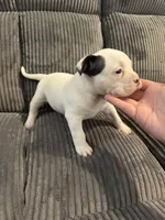 Missy, a female American Bully for sale in Bradley, IL – 1 of 4