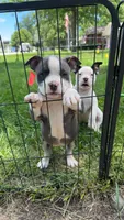 Lotta, a female American Bully for sale in Bradley, IL – 6 of 9