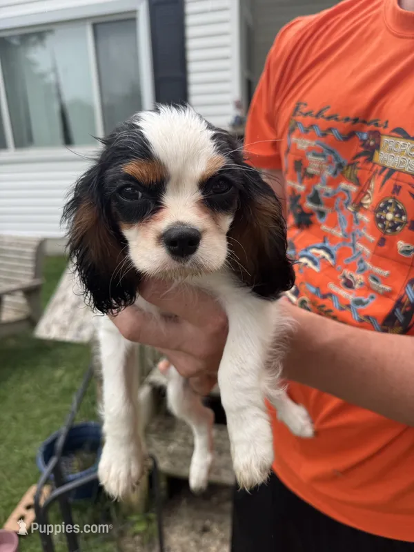 Parker – Cavalier King Charles Spaniel puppy for sale in Bradley, IL