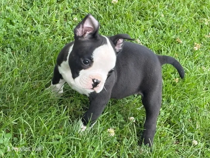 Açaí – American Bully puppy for sale in Bradley, IL