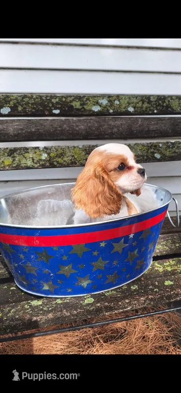 Parker – Cavalier King Charles Spaniel puppy for sale in Bradley, IL